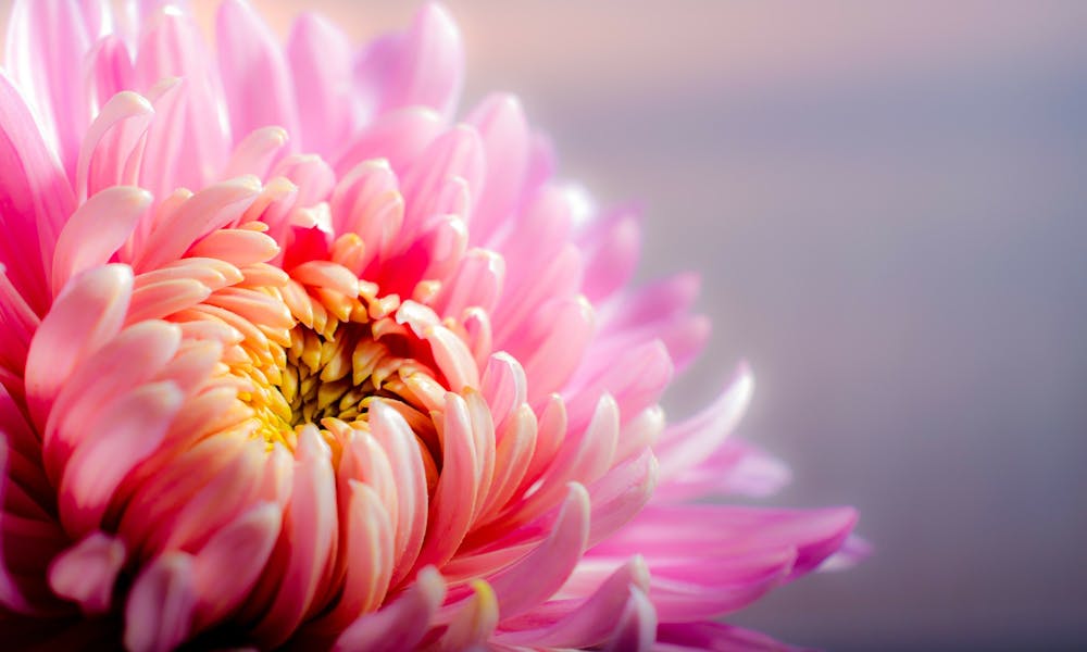 La fleur du mois : le chrysanthème