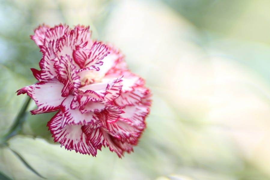 La fleur du mois : l’œillet