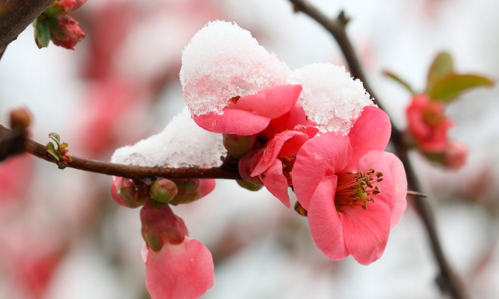 Quelles plantes pour un jardin coloré même en hiver ?