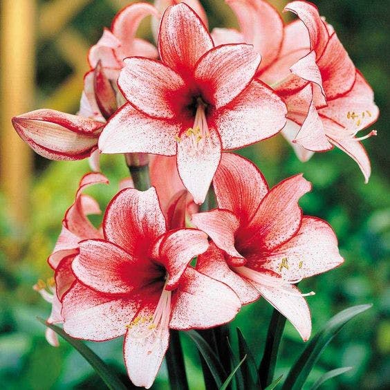 amaryllis