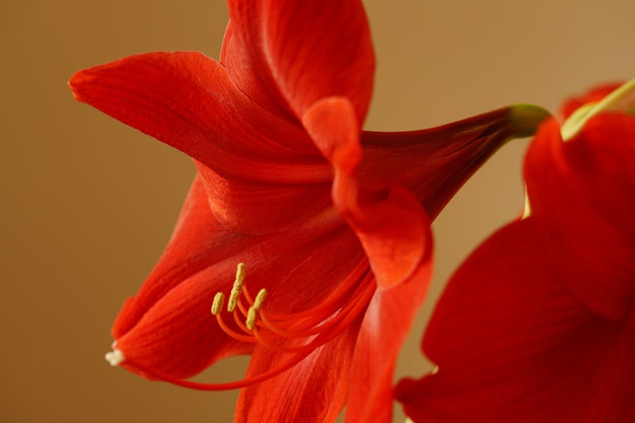 La fleur du mois : l’amaryllis