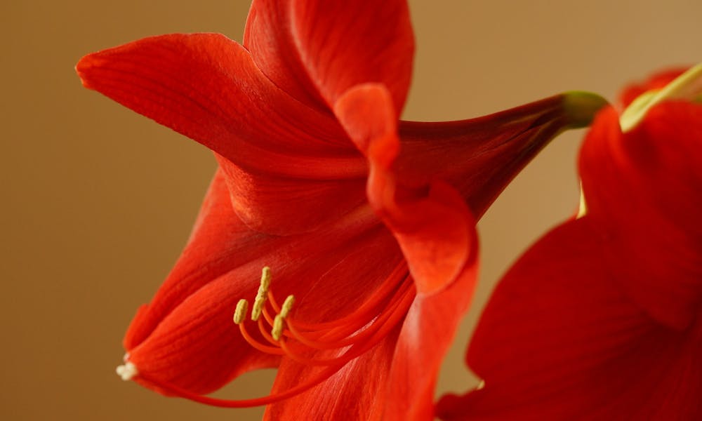 La fleur du mois : l’amaryllis