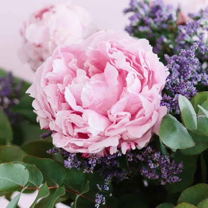 Quelles sont les Astuces pour Faire Éclore des Pivoines Rapidement ?