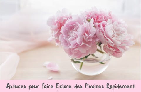 Quelles sont les Astuces pour Faire Éclore des Pivoines Rapidement ?