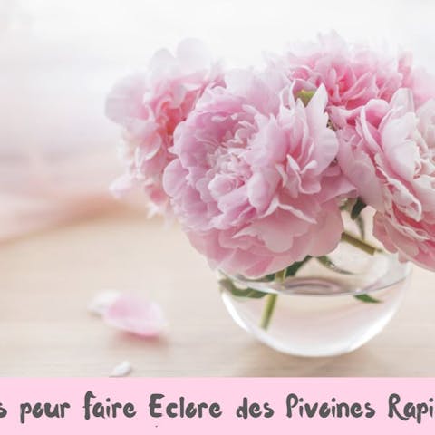 Quelles sont les Astuces pour Faire Éclore des Pivoines Rapidement ?