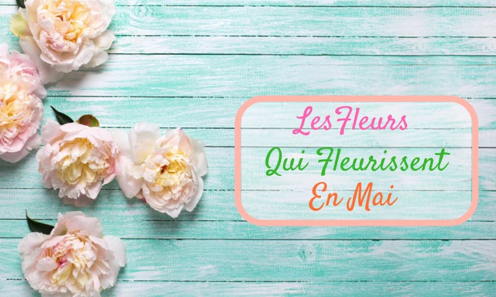 Quelles sont les Fleurs qui Fleurissent en Mai ?