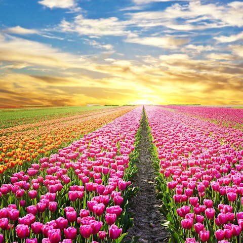 Quelle est la période de floraison des tulipes ?