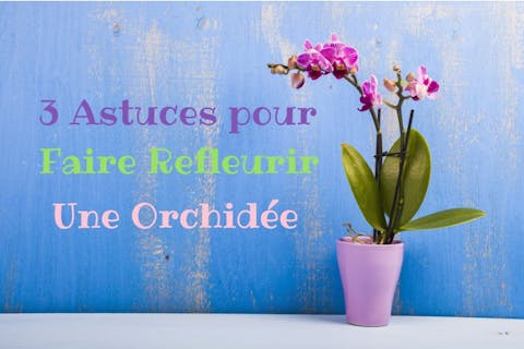 3 Astuces pour Faire Refleurir une Orchidée