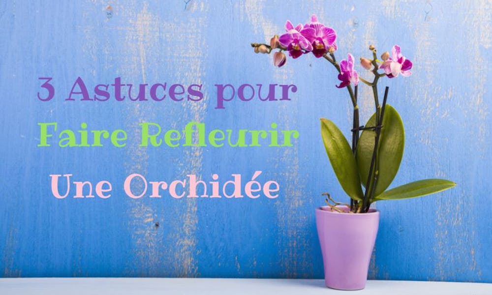 3 Astuces pour Faire Refleurir une Orchidée