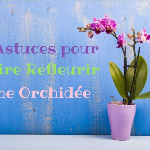 3 Astuces pour Faire Refleurir une Orchidée