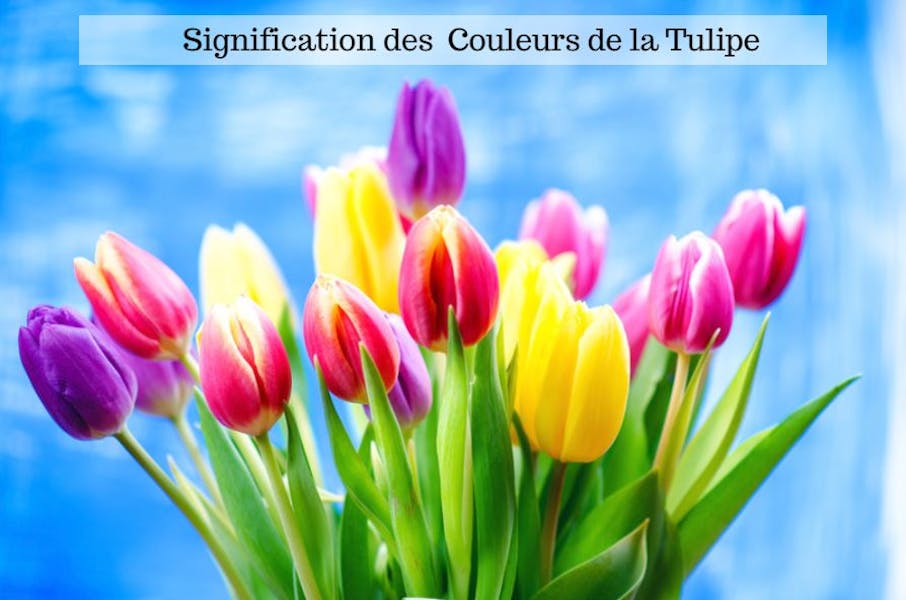 Connaissez-vous la signification des couleurs de la tulipe ?