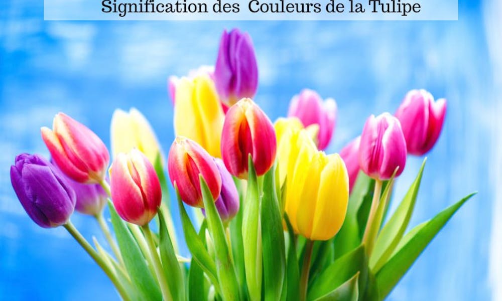 Connaissez-vous la signification des couleurs de la tulipe ?
