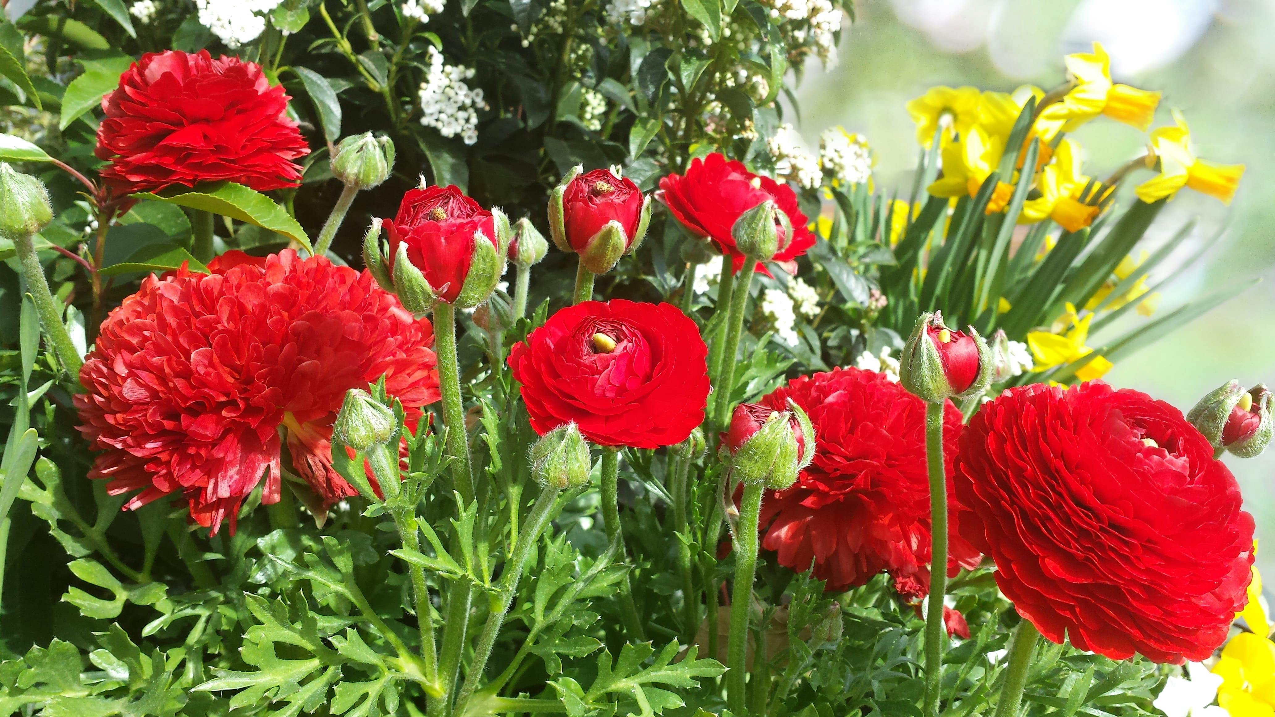 5 fleurs pour célébrer l’arrivée du printemps