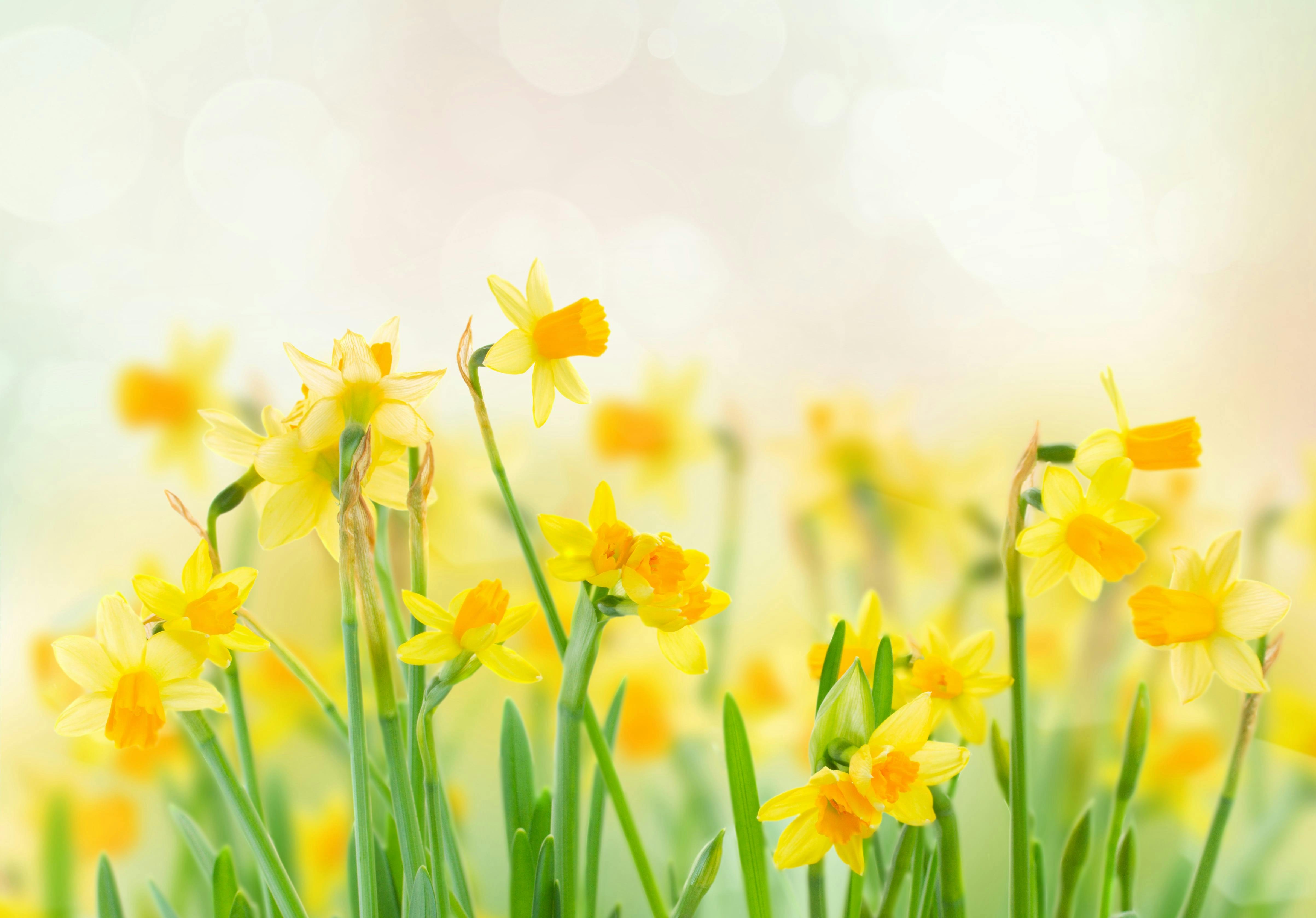 5 fleurs pour célébrer l’arrivée du printemps