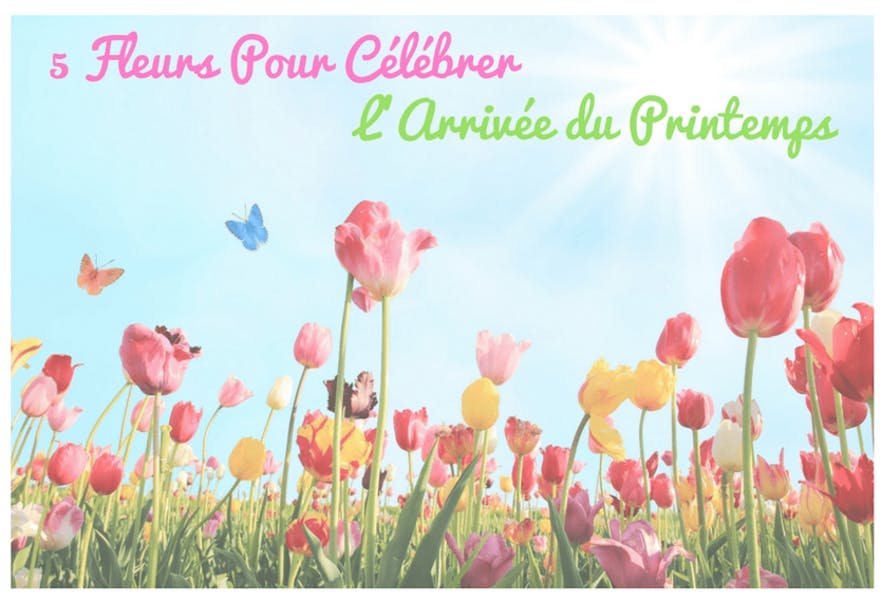 5 fleurs pour célébrer l’arrivée du printemps