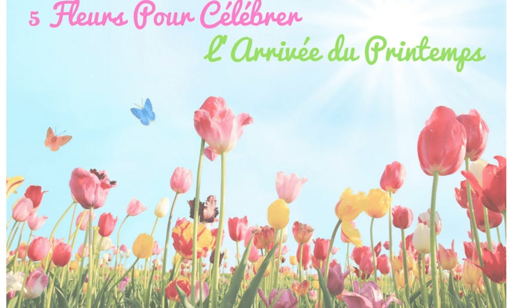 5 fleurs pour célébrer l’arrivée du printemps