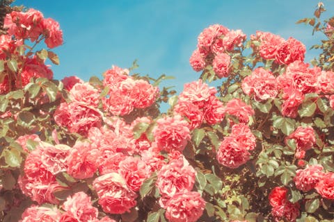 Comment prendre soin des roses du jardin ?