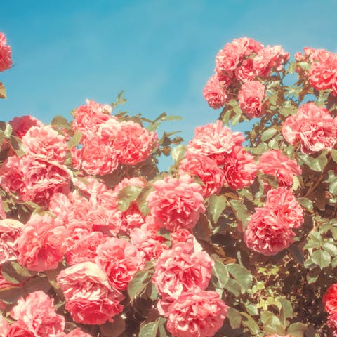 Comment prendre soin des roses du jardin ?