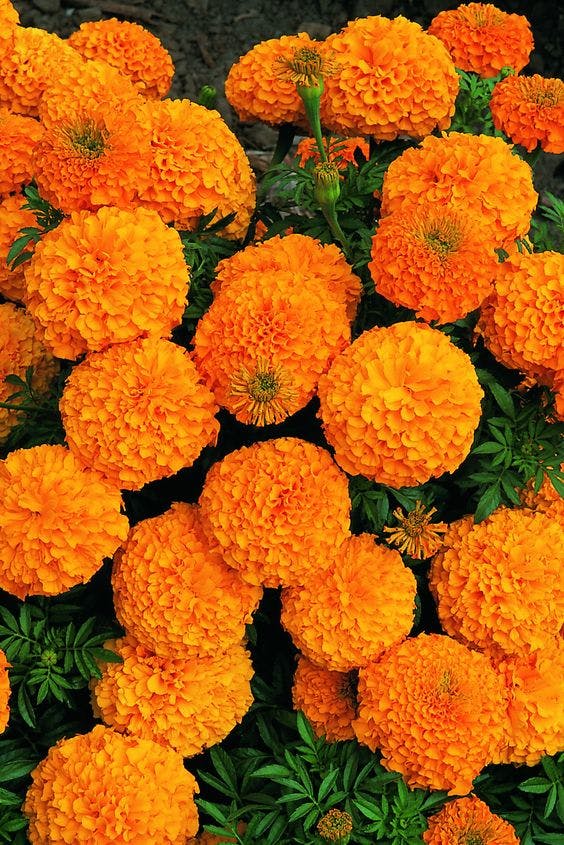 fleurs de souci orange en fleurs