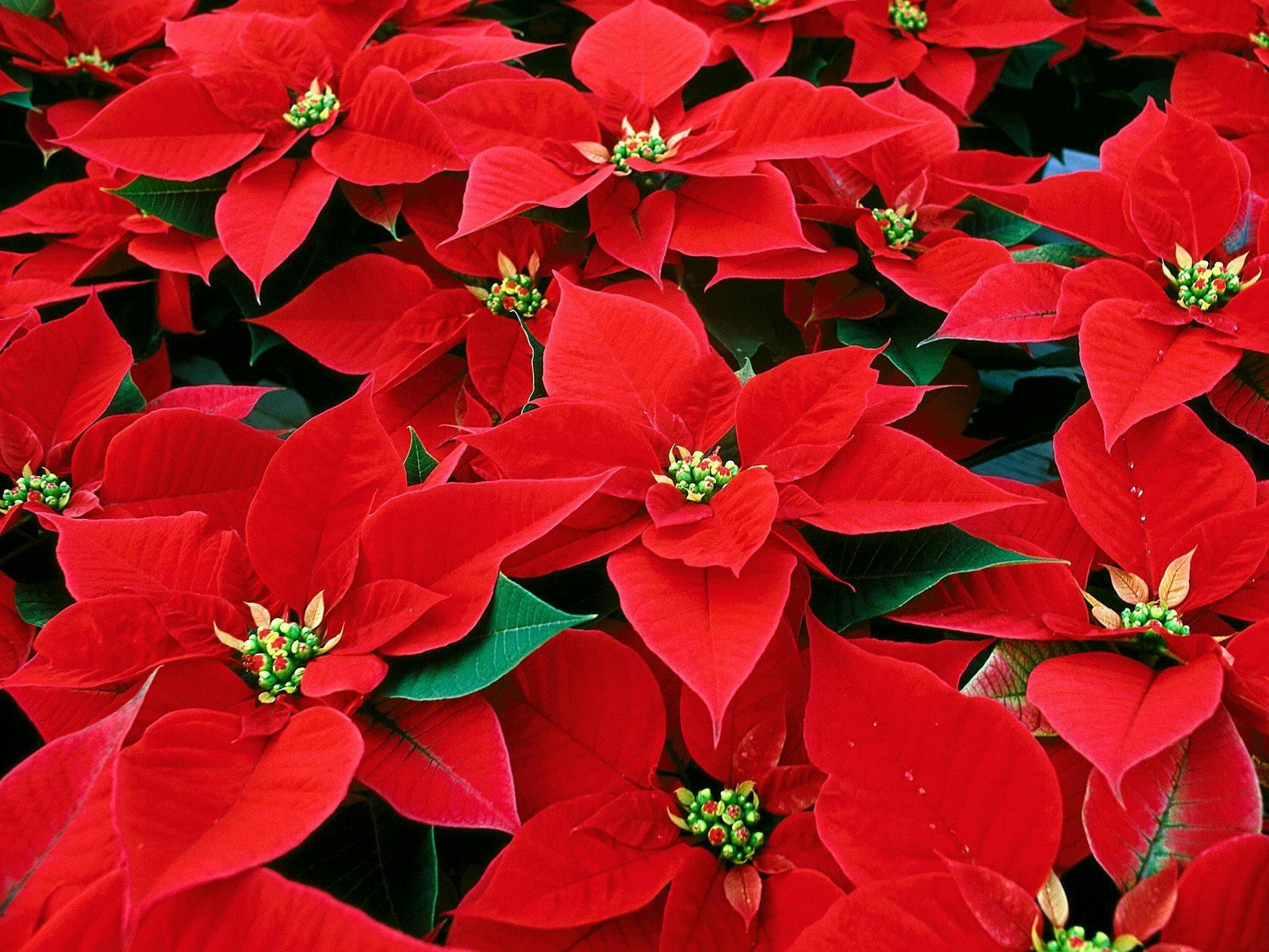 poinsettias rouges