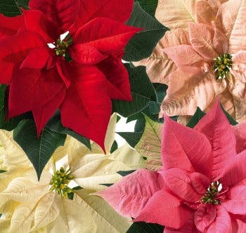 variétés de poinsettia de différentes couleurs