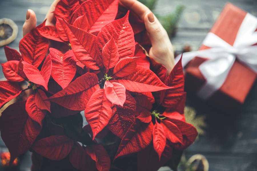 10 choses que vous ignoriez sur le poinsettia