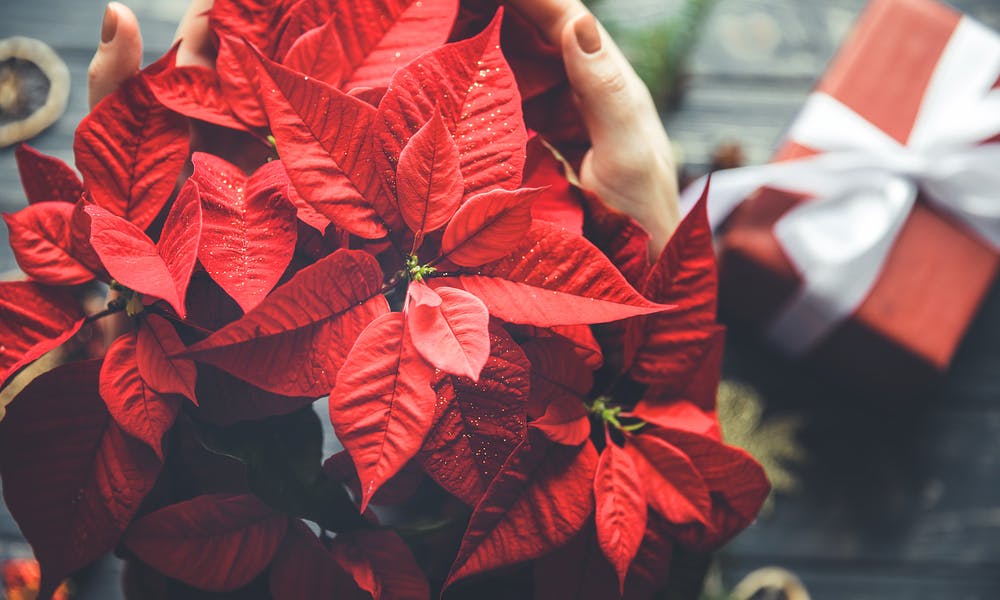 10 choses que vous ignoriez sur le poinsettia
