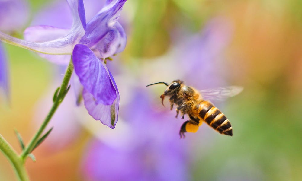 Pourquoi les fleurs sentent-elles bon ?