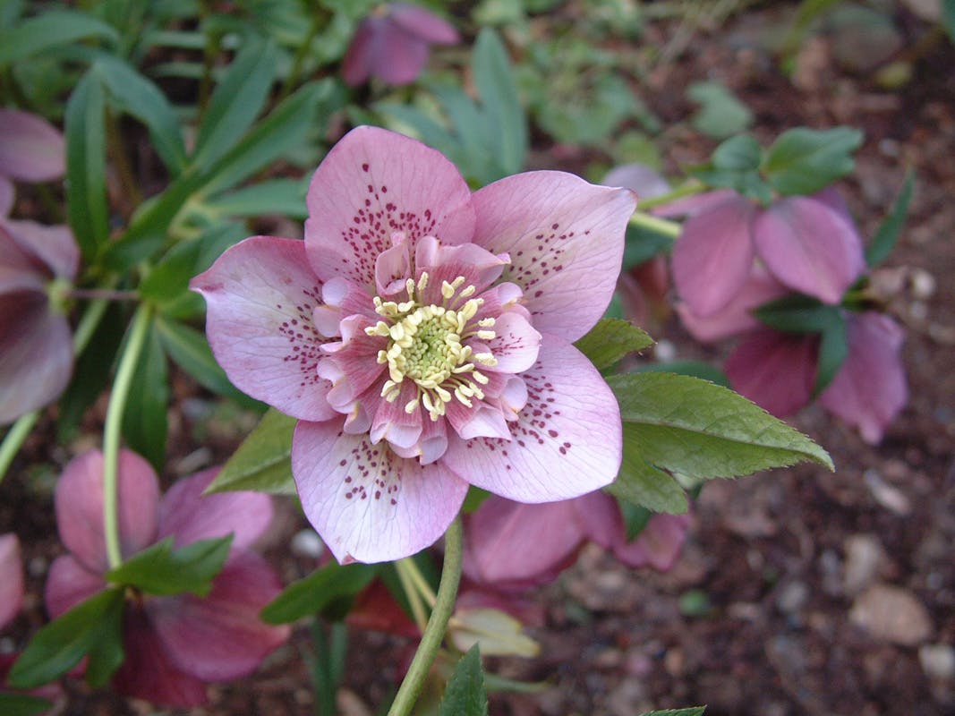 rose de noel en novembre