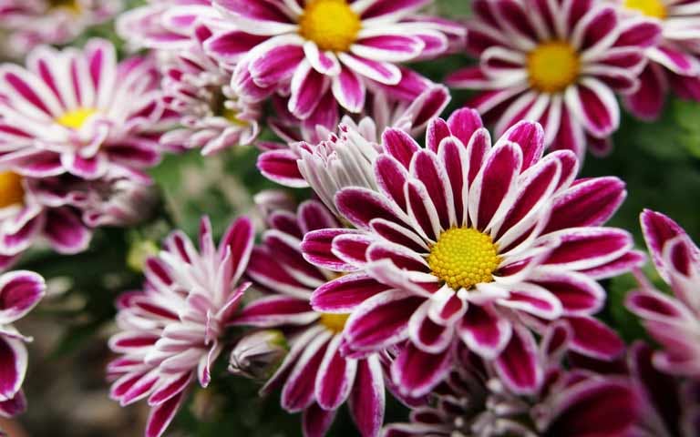 chrysanthèmes roses