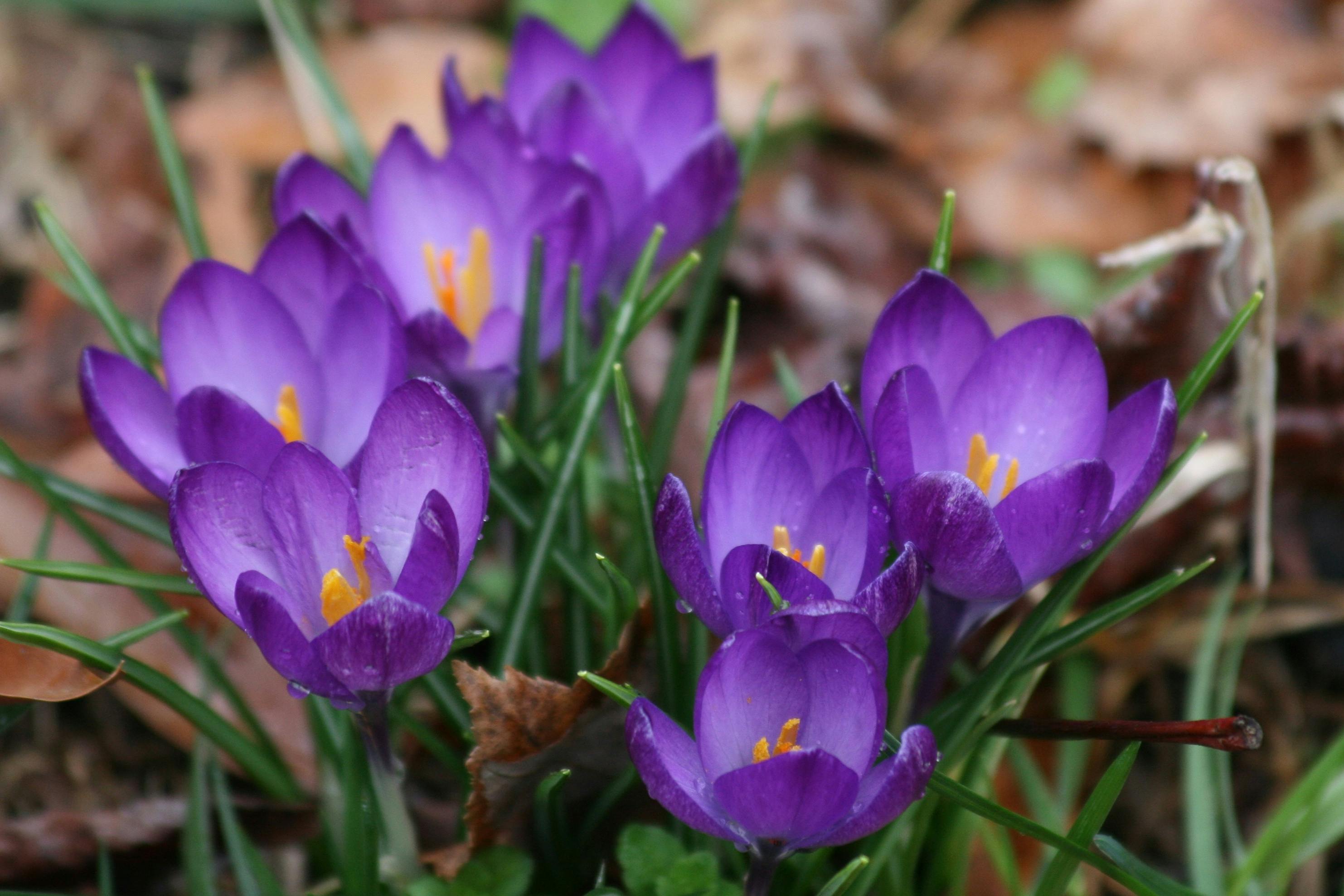 fleurs de crocus novembre