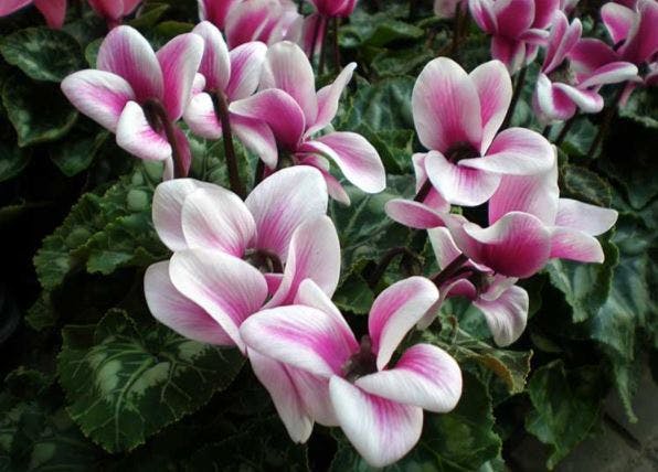 cyclamen fleurs mois de novembre