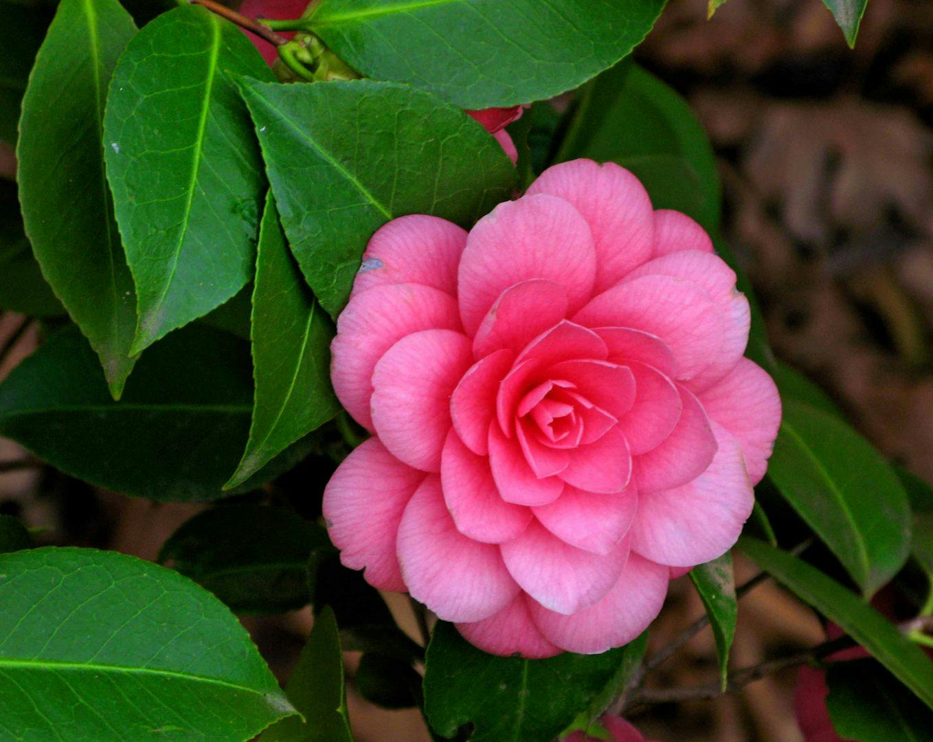 fleur de camelia pour novembre