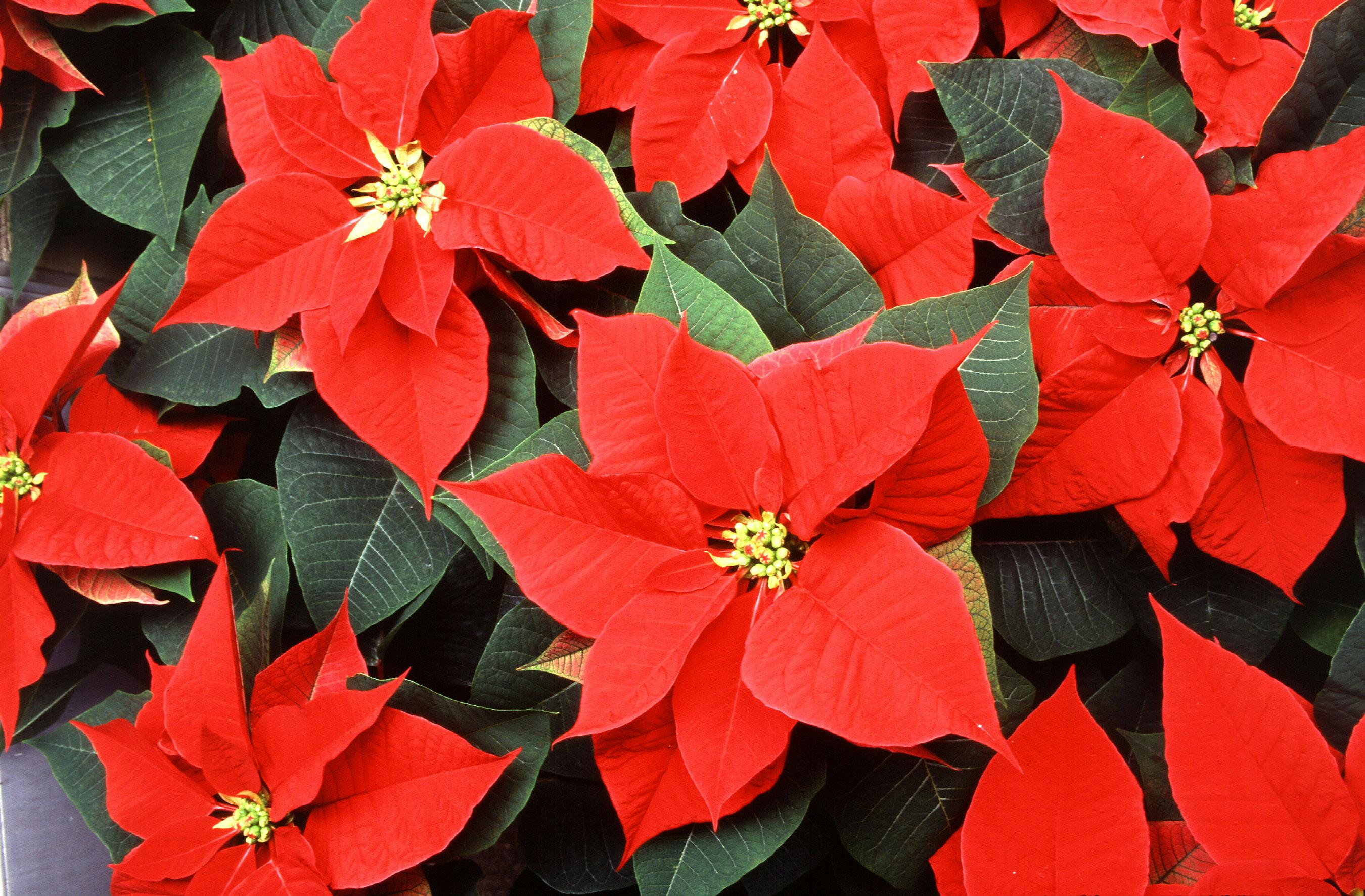 poinsettia fleur de novembre