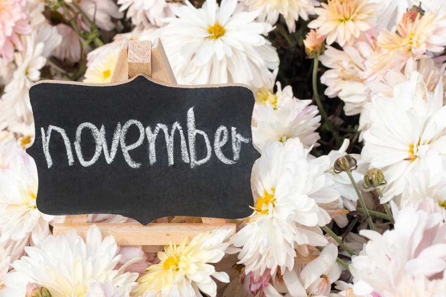 Quelles sont les fleurs du mois de novembre ?