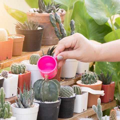 Comment prendre soin de ses plantes pendant les vacances ?