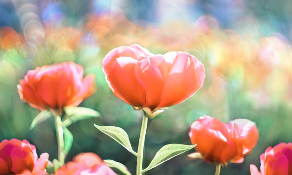 5 chansons françaises qui parlent de fleurs