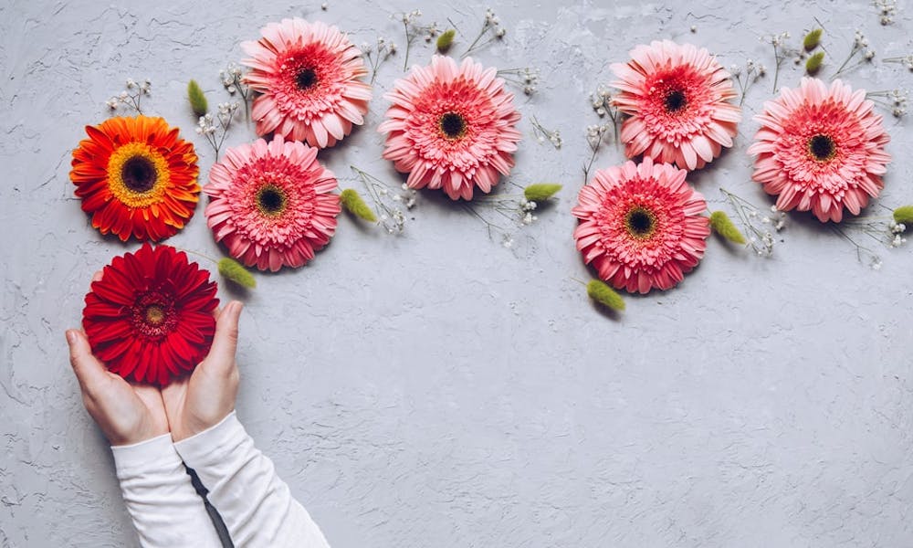 Gerberas : 5 idées pour rafraîchir son intérieur
