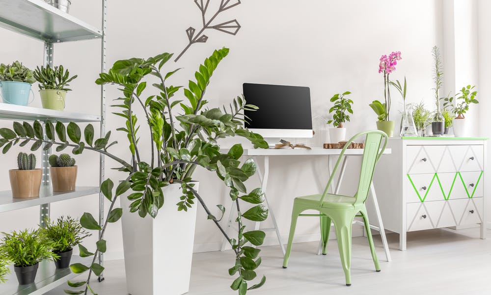 7 fleurs et plantes pour purifier votre intérieur
