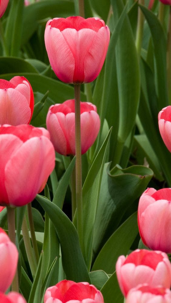 tulipes roses dans un champ