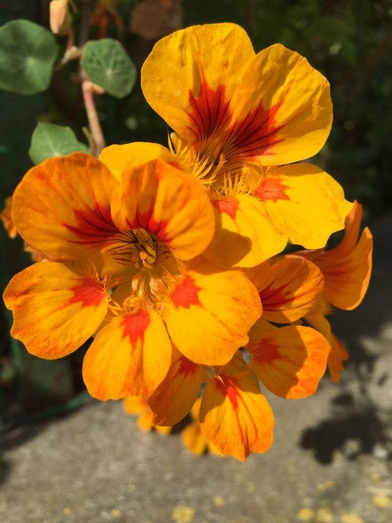 capucines orange dans un jardin