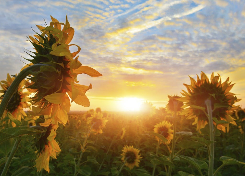 champ de tournesols tournés vers le soleil couchant