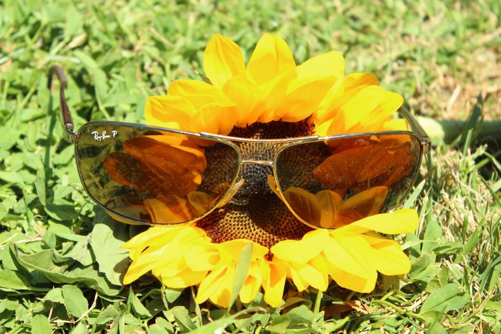 tournesols lunettes de soleil