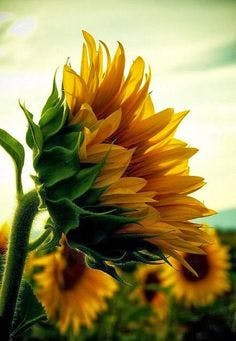 tournesols tournes vers le soleil