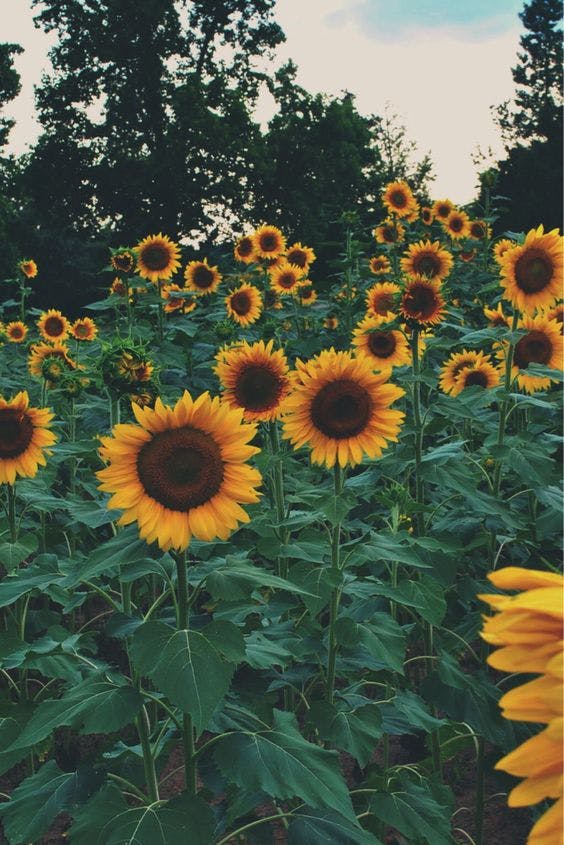 champ de tournesols