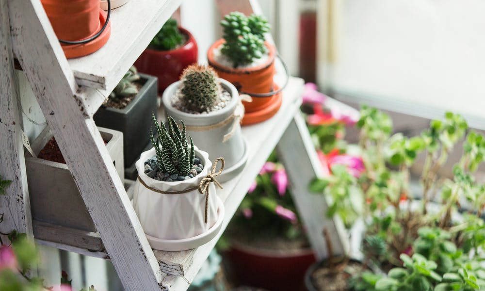 7 idées pour créer un jardin d’intérieur