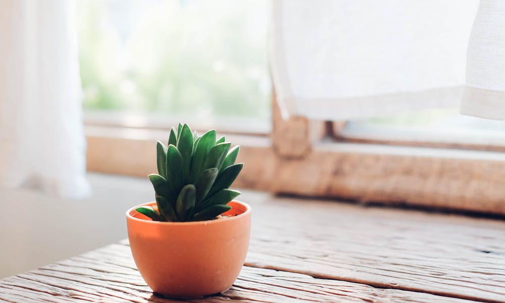 Où disposer vos plantes vertes chez vous ?