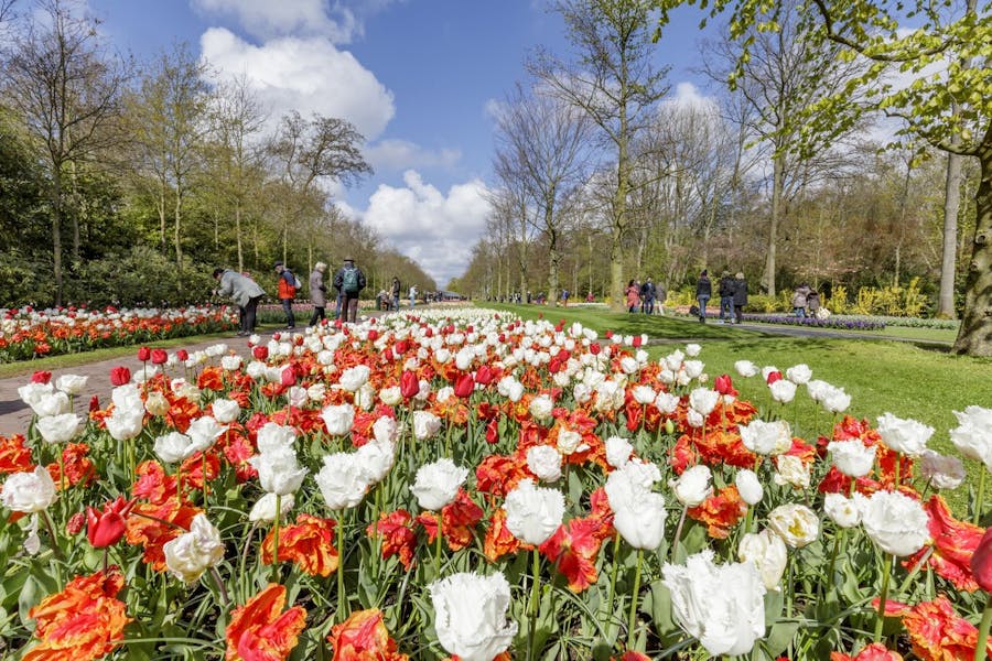 A la découverte des champs de tulipes !
