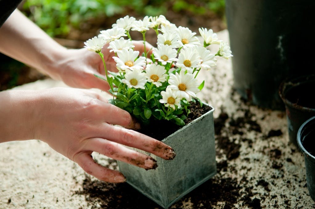 Rêver de fleurs 10 rêves et leurs significations
