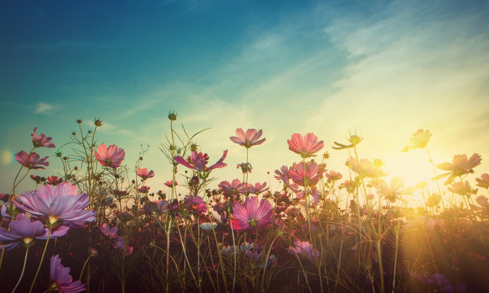 Rêver de fleurs : 10 rêves et leurs significations